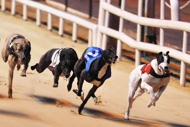 Bí Kíp Về Cách Chơi Game Nhanh Đua Chó Tại 77Ball Luôn Thắng Lớn